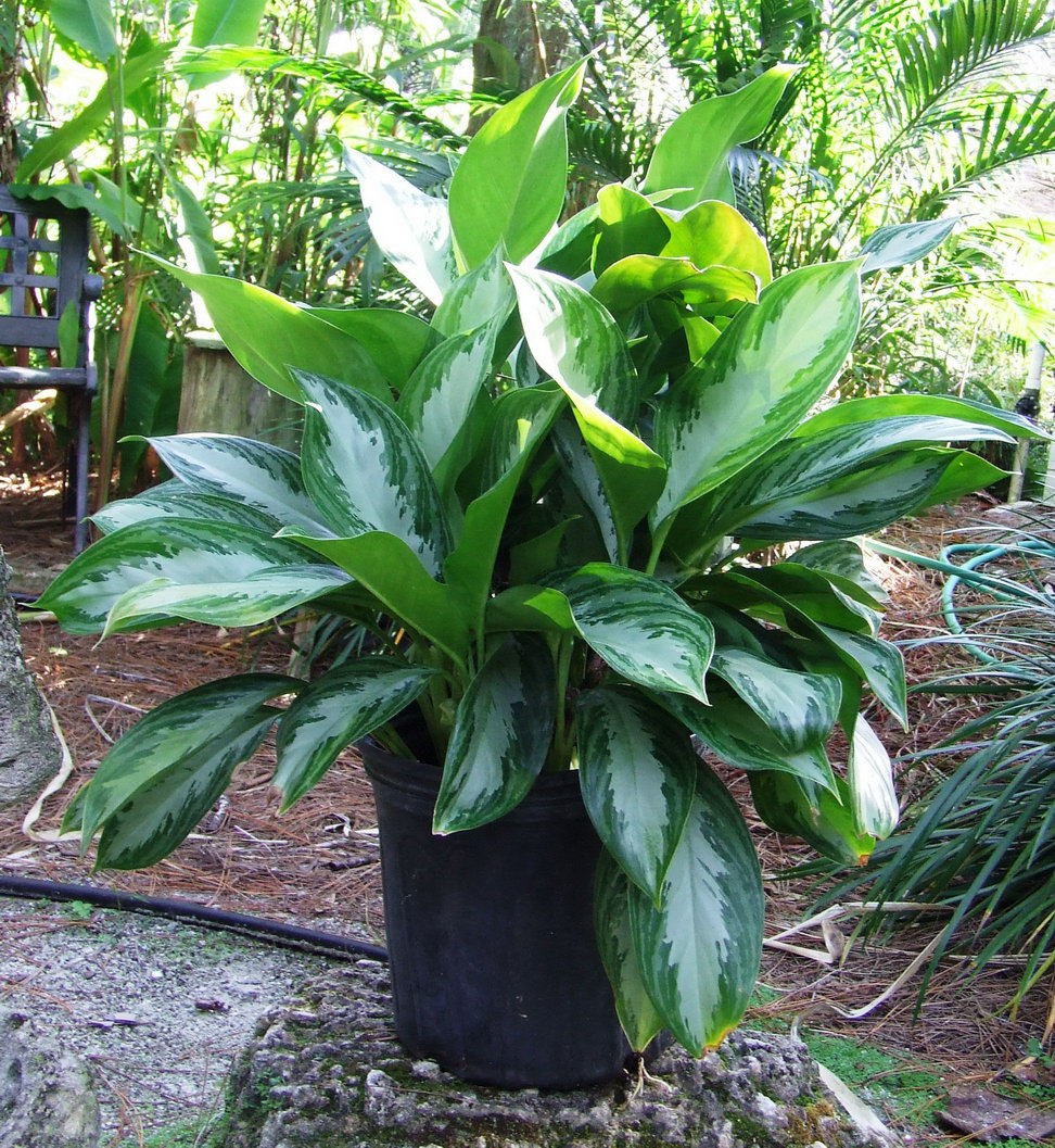Maria Chinese Evergreen